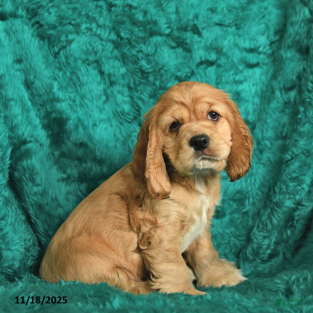 Cocker Spaniel dogs for sale: Allan  - Ad 2