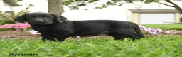 Labrador Retriever dogs for sale: Scout - Ad 4