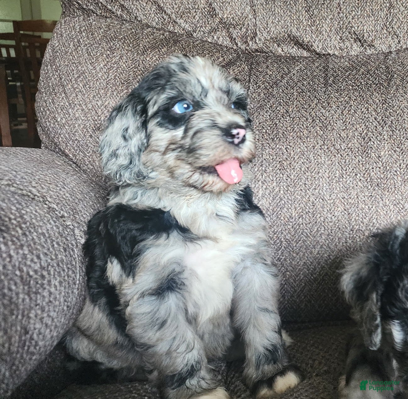 Mini Sheepadoodle dogs Cosmo - Ad 1