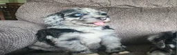 Mini Sheepadoodle dogs for sale: Cosmo - Ad 10