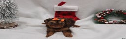 Yorkshire Terrier dogs for sale: Winter  - Ad 2