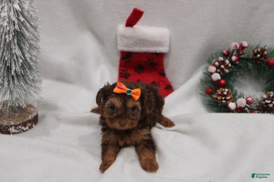 Yorkshire Terrier dogs for sale: Winter  - Ad 2