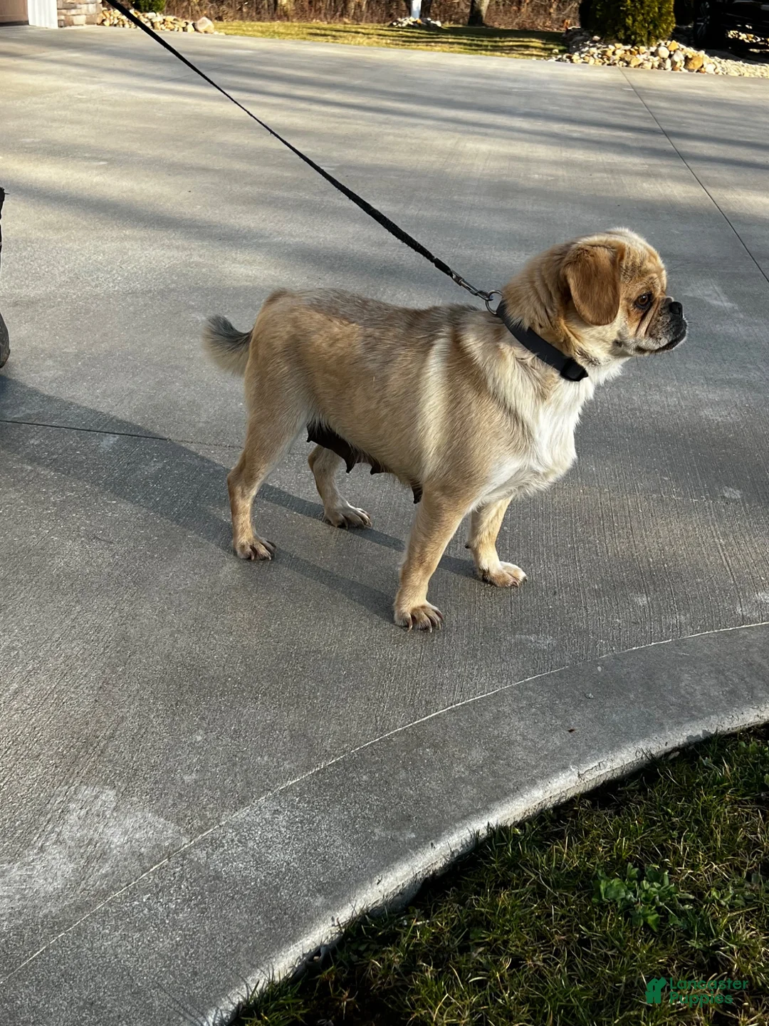 Mixed Breed dogs for sale: Olly - Ad 7