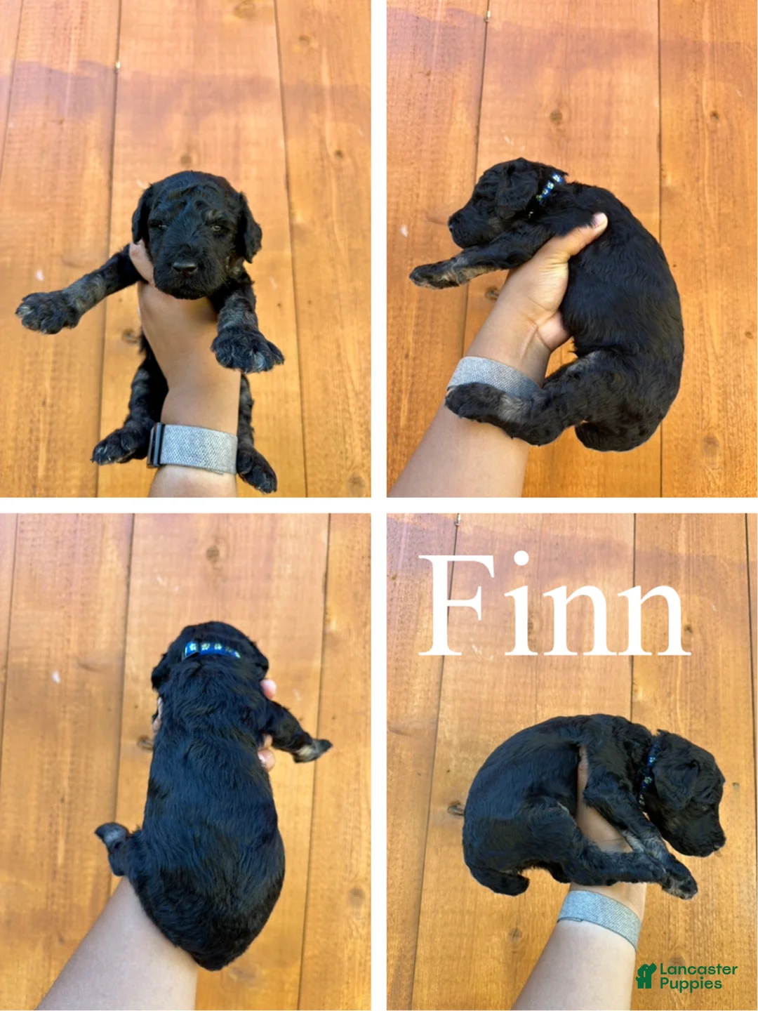 Standard Poodle dogs for sale: Finn - Ad 2