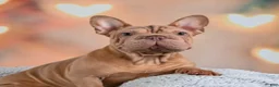 French Bulldog dogs for sale: Lucia - Ad 12