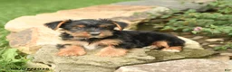 Yorkshire Terrier dogs for sale: Domino - Ad 3