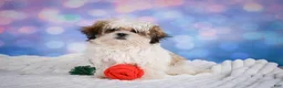 Malshi dogs for sale: Theo - Ad 7