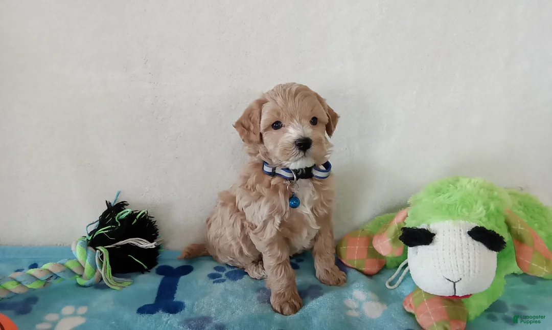 Cavapoo dogs for sale: Paws  - Ad 6