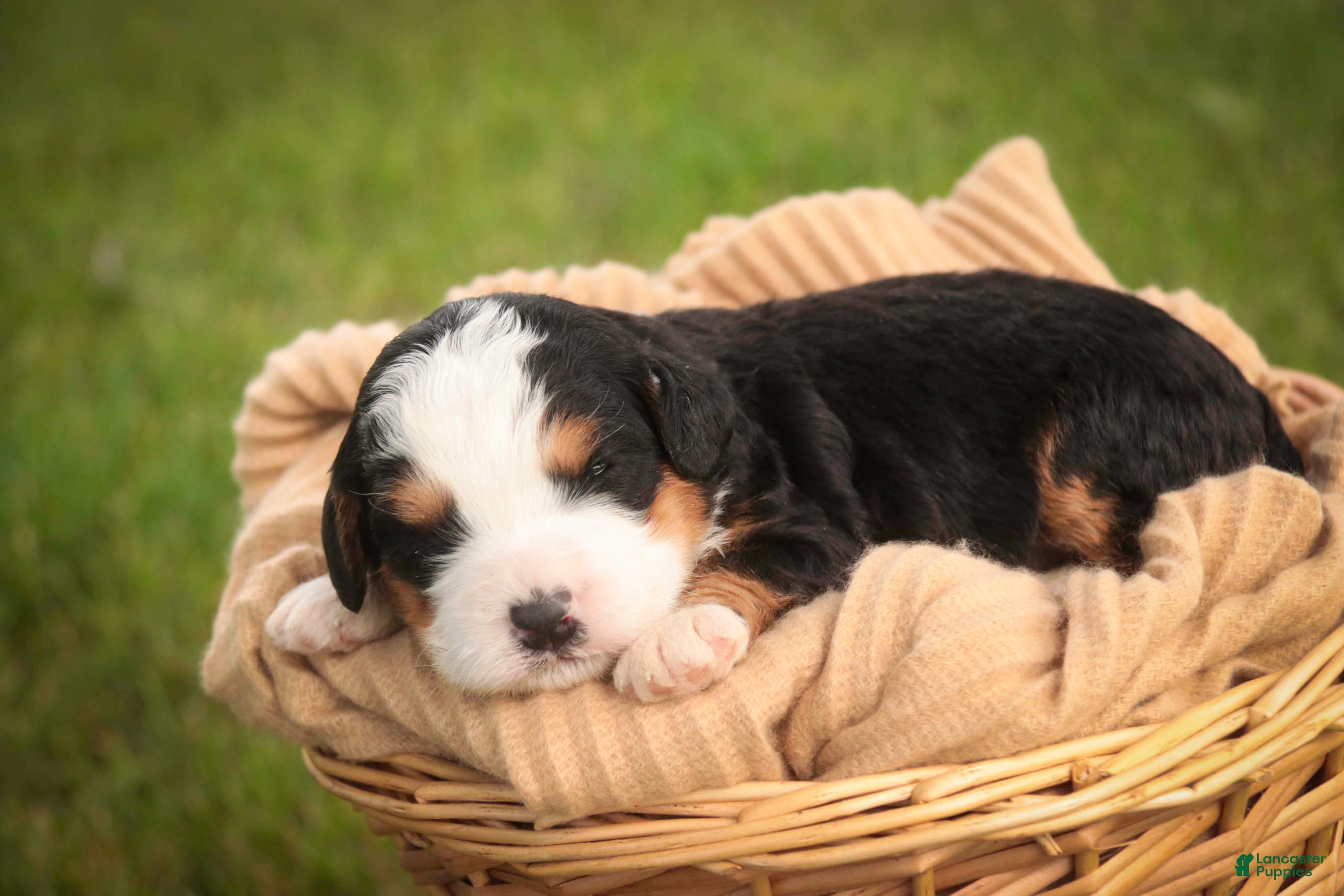 Mini Bernedoodle dogs for sale: Mercedes Mini Bernedoodle  - Ad 1