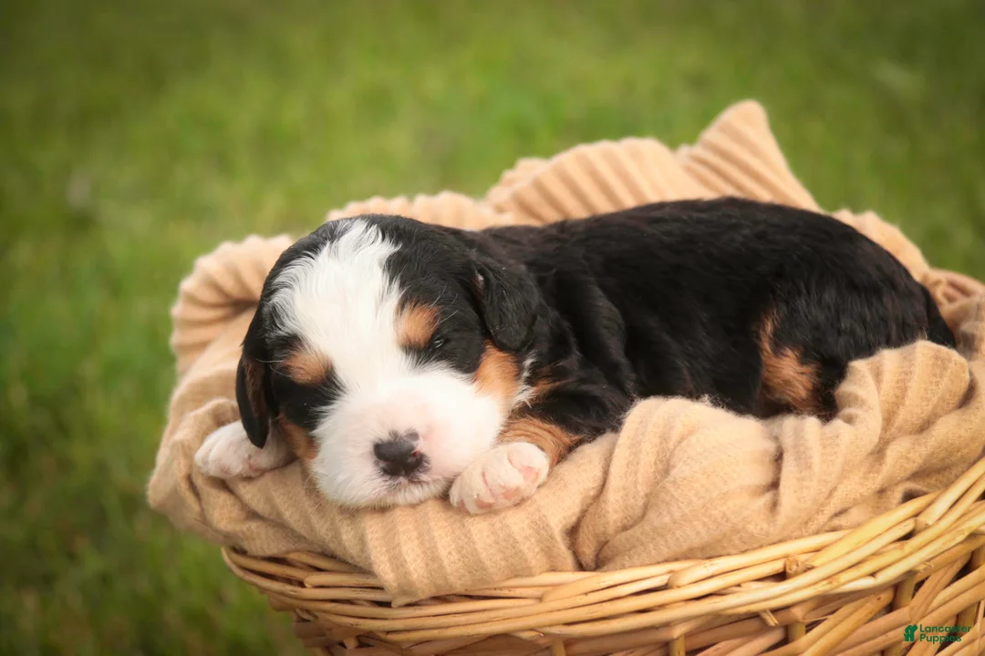 Mini Bernedoodle dogs for sale: Mercedes Mini Bernedoodle  - Ad 1