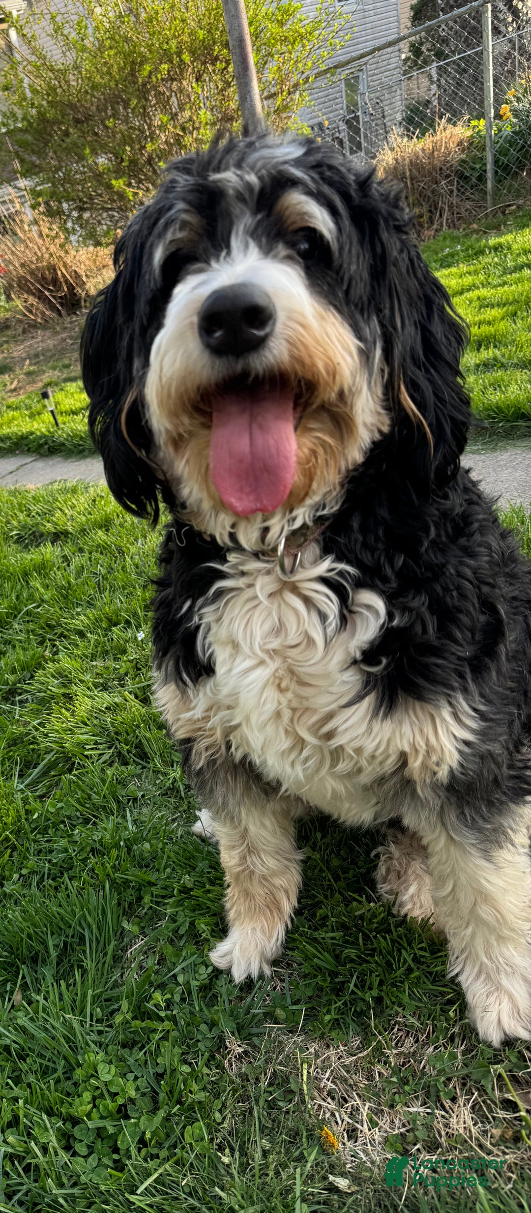 Bernedoodle dogs for sale: Bernedoodle Puppy 5 - Ad 2