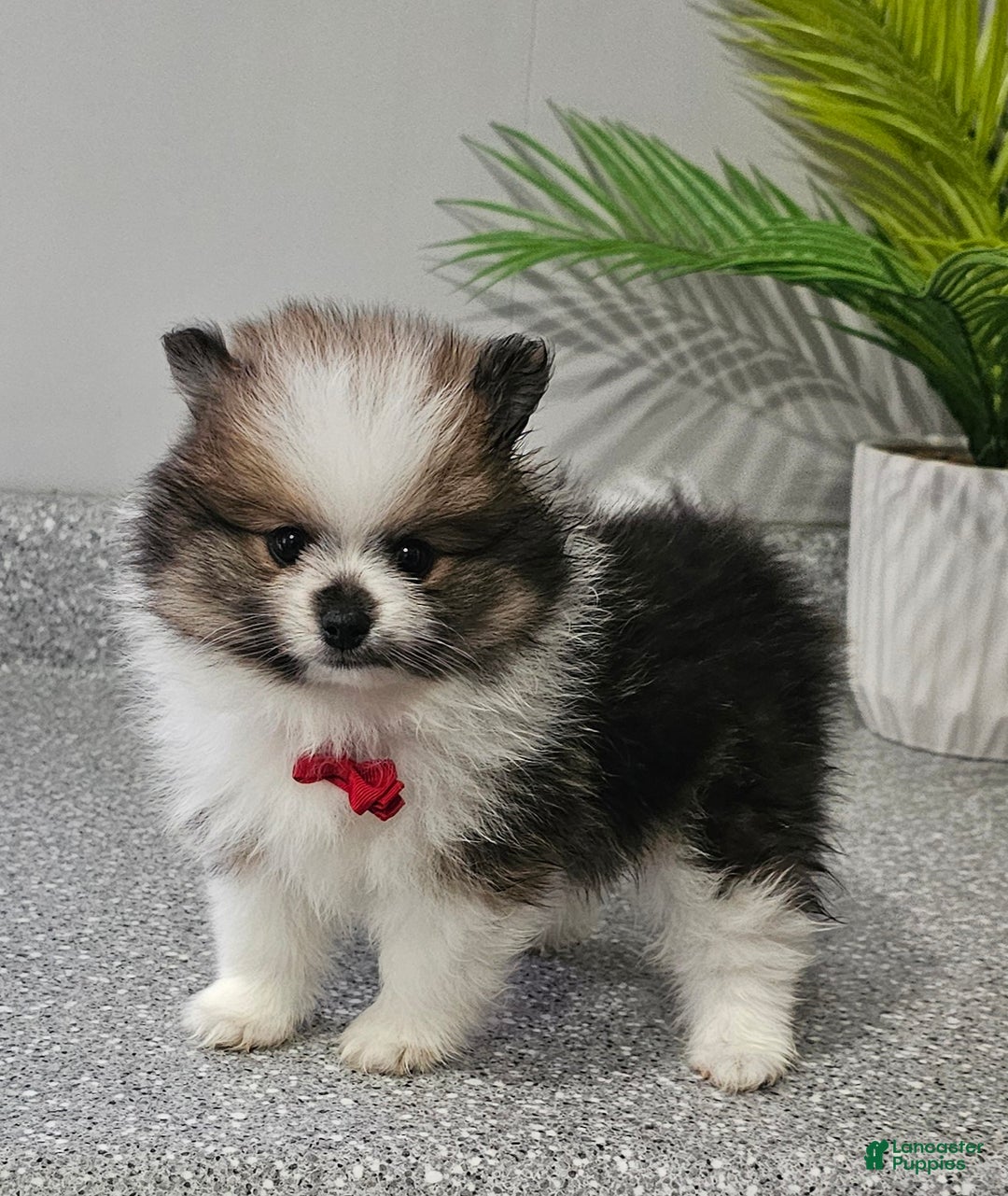 Pomeranian dogs for sale: Snickers - Ad 3