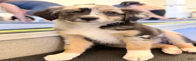 Indie 