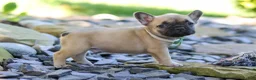French Bulldog dogs for sale: Brody - Ad 6