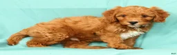 Cavapoo dogs for sale: Peanut - Ad 6