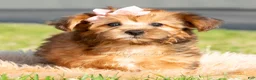 Yorkiepoo dogs for sale: Ella - Ad 3