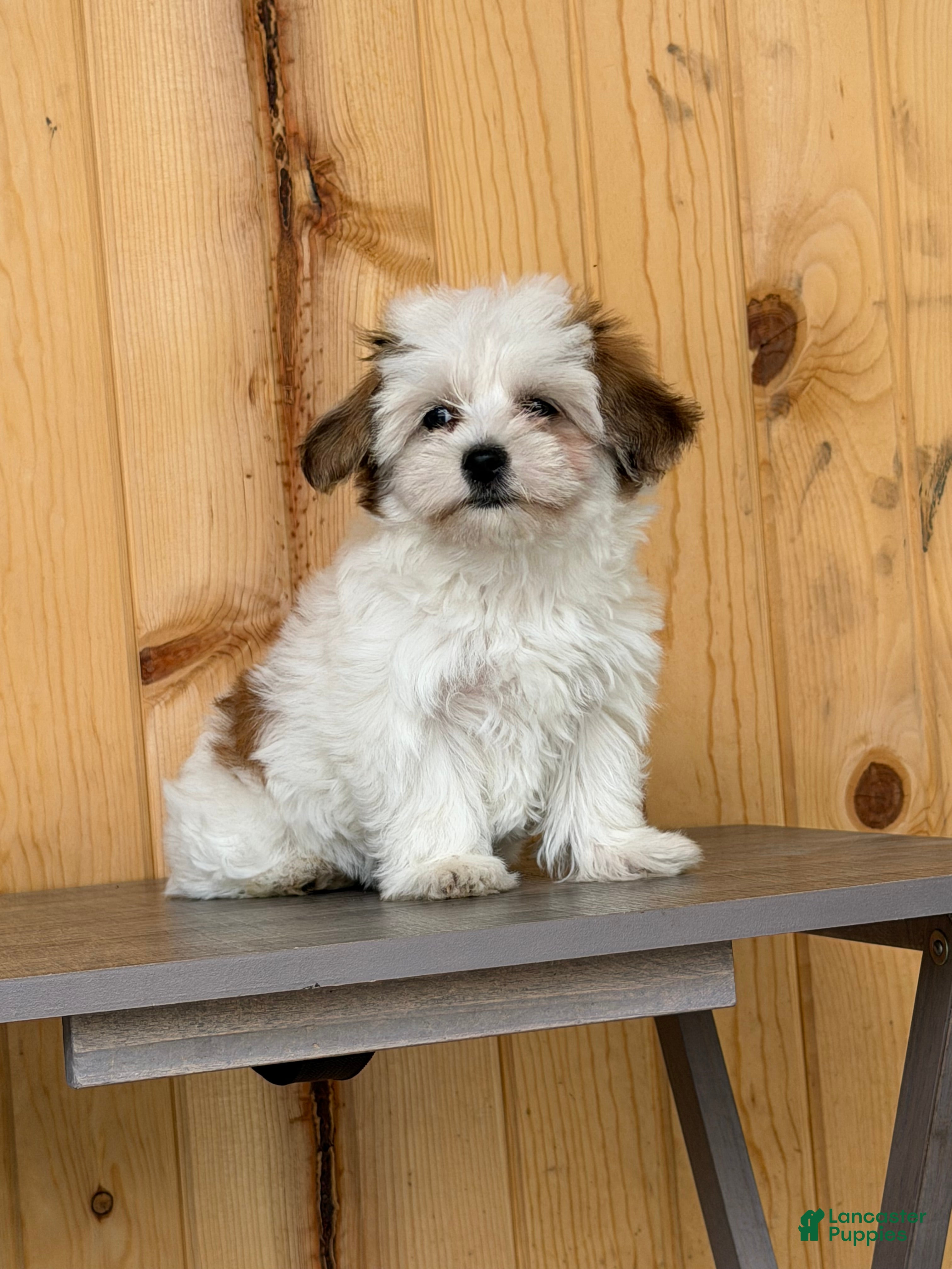 Morkie dogs Wiggles - Ad 1