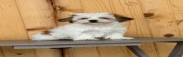Morkie dogs for sale: Wiggles - Ad 1