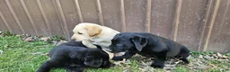 Labrador Retriever dogs for sale: Spark - Ad 15
