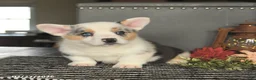 Welsh Corgi Pembroke dogs for sale: Chase - Ad 2