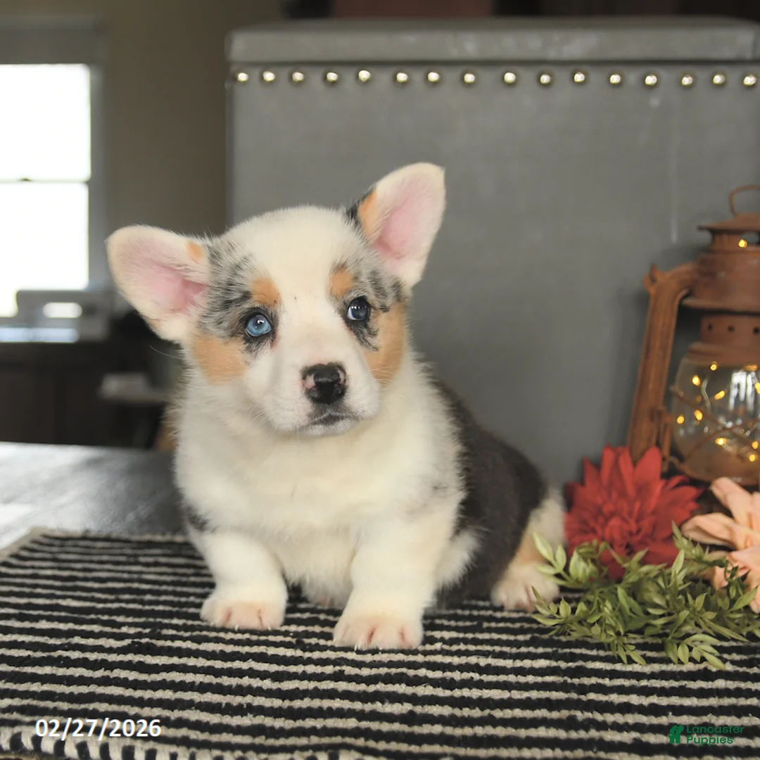 Welsh Corgi Pembroke dogs for sale: Chase - Ad 2