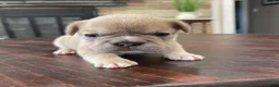 French Bulldog dogs for sale: Peter  - Ad 6