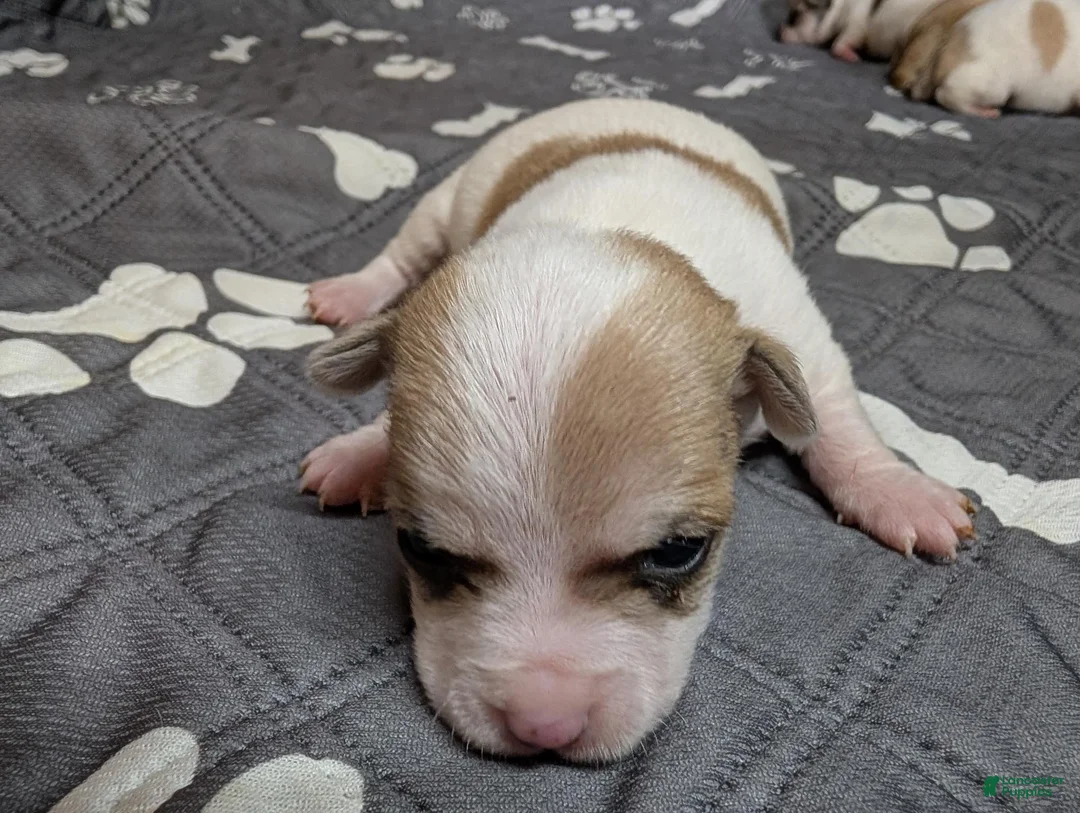 Chihuahua dogs for sale: Andy - Ad 1