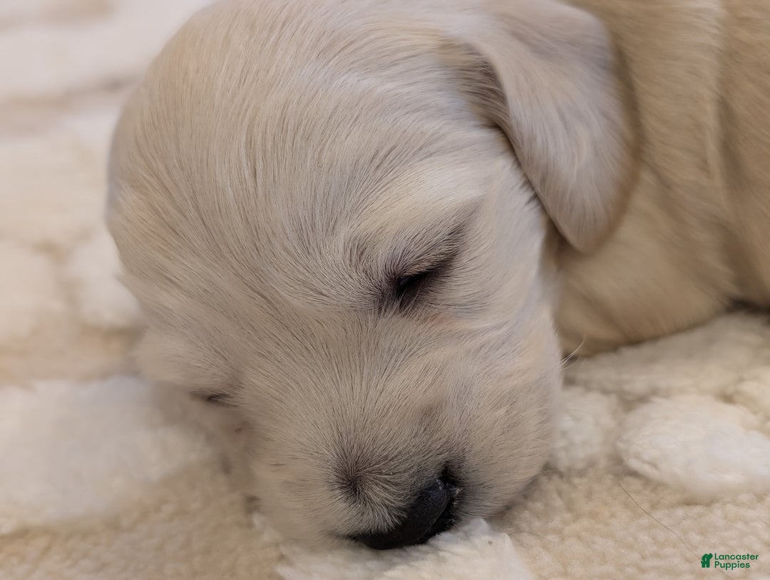 Miniature Dachshund dogs for sale: Miniature Dachshund Puppy 3 - Ad 3