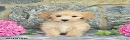 Maltipoo dogs for sale: Emma  - Ad 3