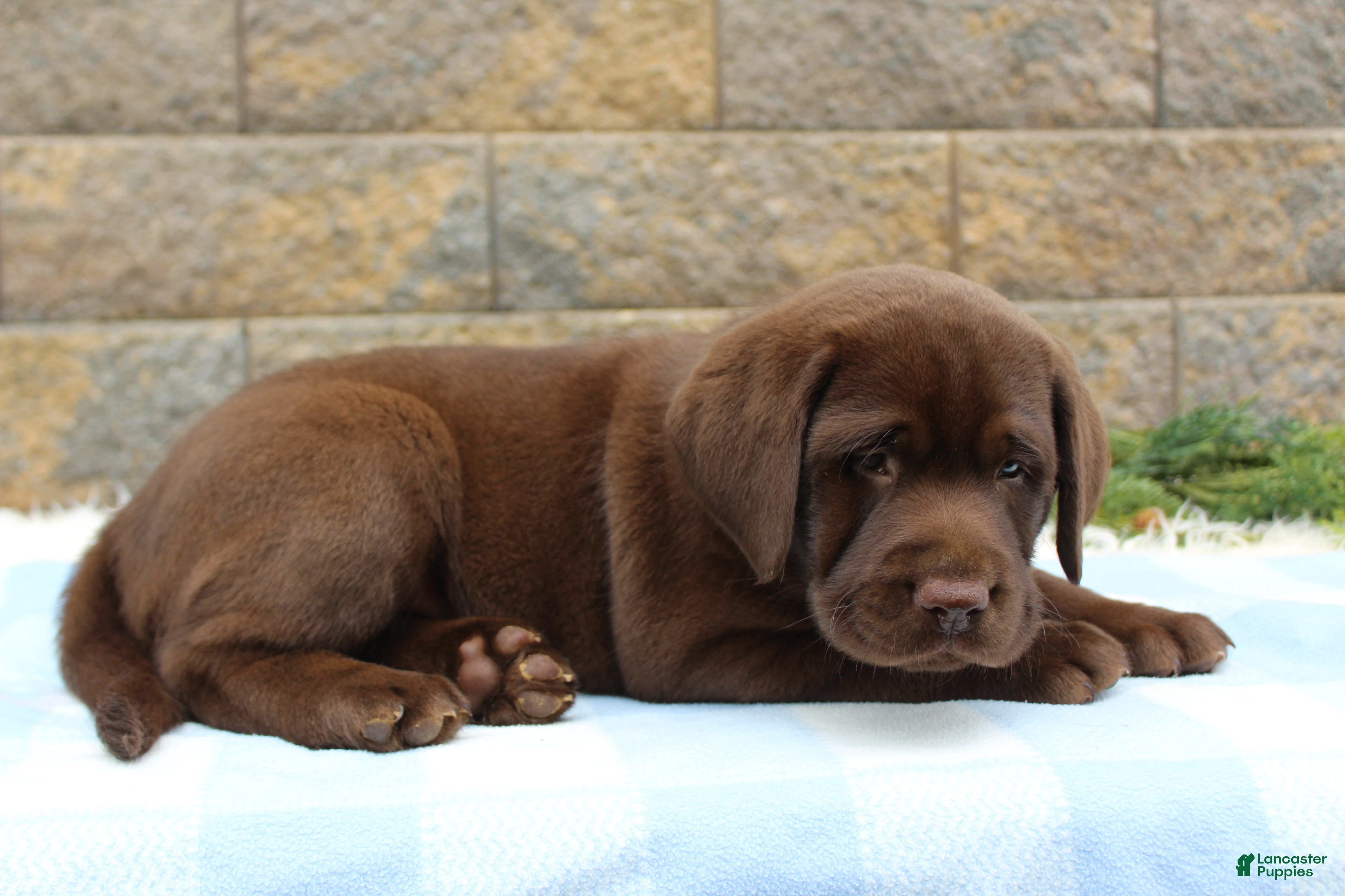 Labrador Retriever dogs for sale: Buster - Ad 5