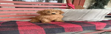 Ginger