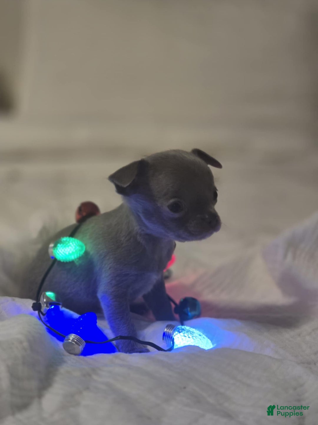 Chihuahua dogs for sale: Pinky - Ad 2