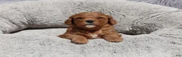 Mini Goldendoodle dogs for sale: Mia 🌷GenClearParents - Ad 3