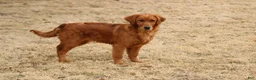 Golden Retriever dogs for sale: Bailey - Ad 5