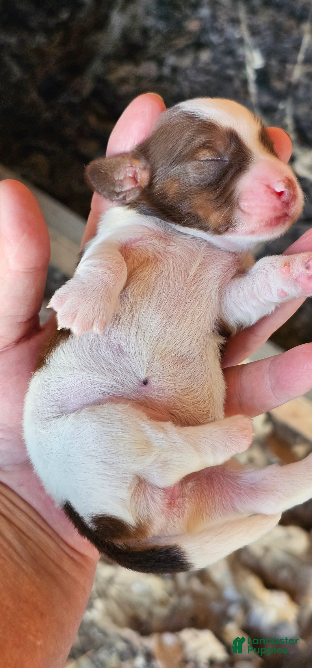 Miniature Dachshund dogs for sale: Sarah Long-haired  - Ad 5