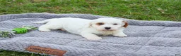 Cavapoo dogs for sale: Shiloh  - Ad 6