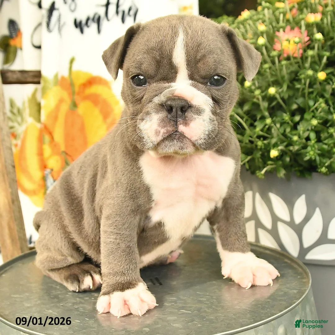 Olde English Bulldogge dogs for sale: Georgia - Ad 3