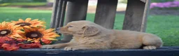 Golden Retriever dogs for sale: Peter - Ad 4