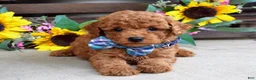 Mixed Breed dogs for sale: Peter - Ad 1