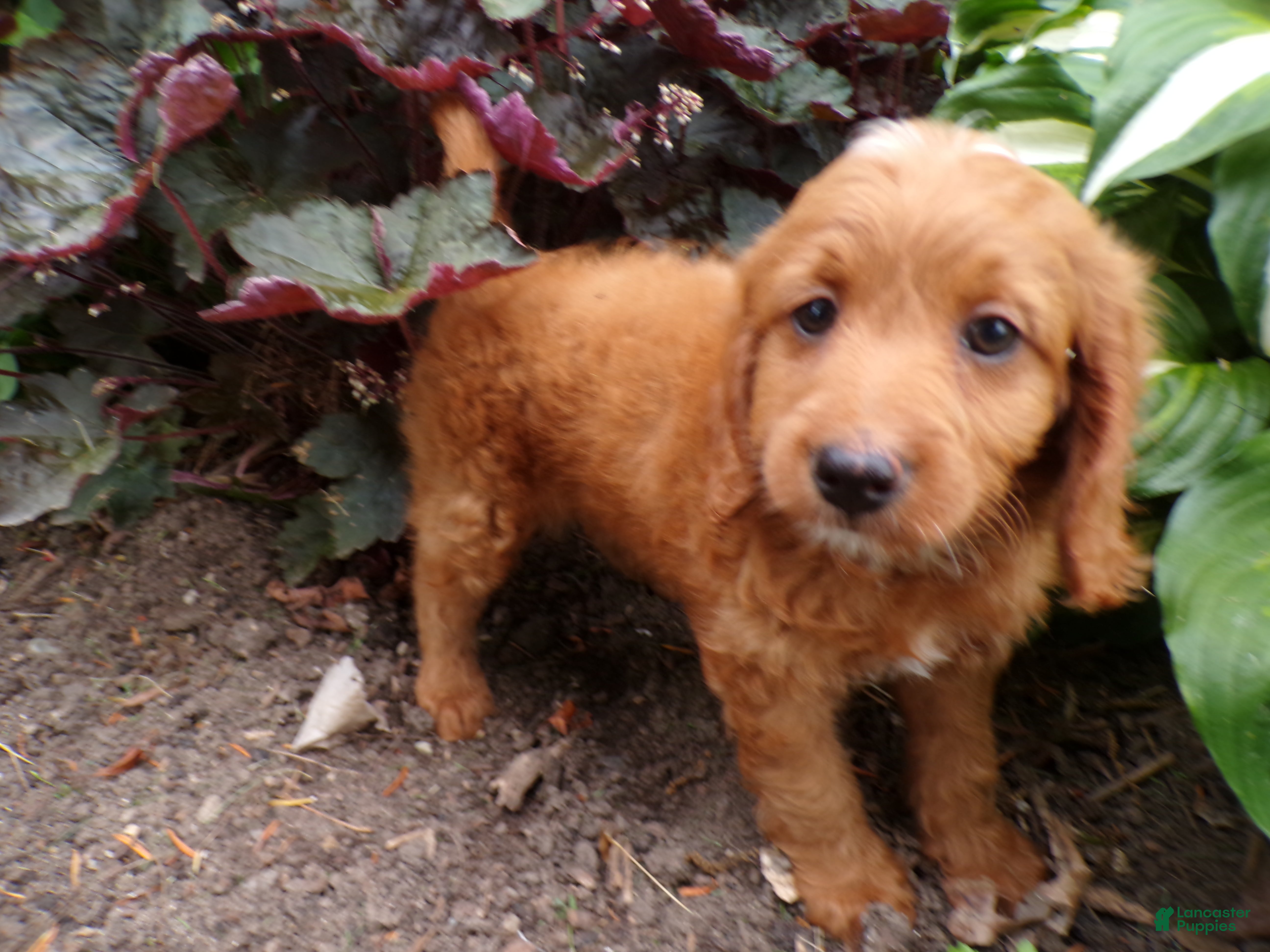 Cockapoo dogs Casper - Ad 2