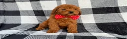 Cavapoo dogs for sale: Bruno - Ad 8