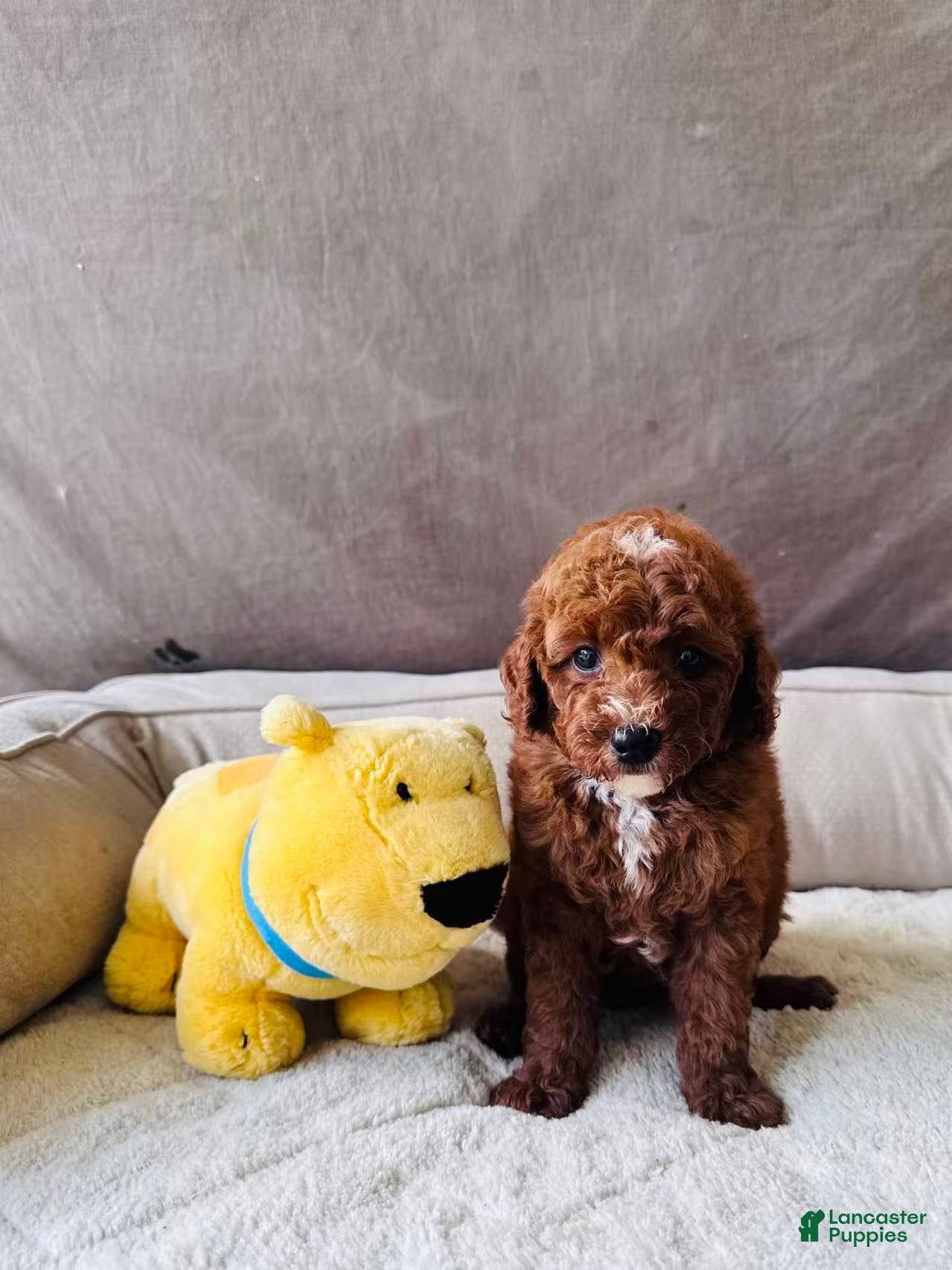 Mini Goldendoodle dogs Tony - Ad 2