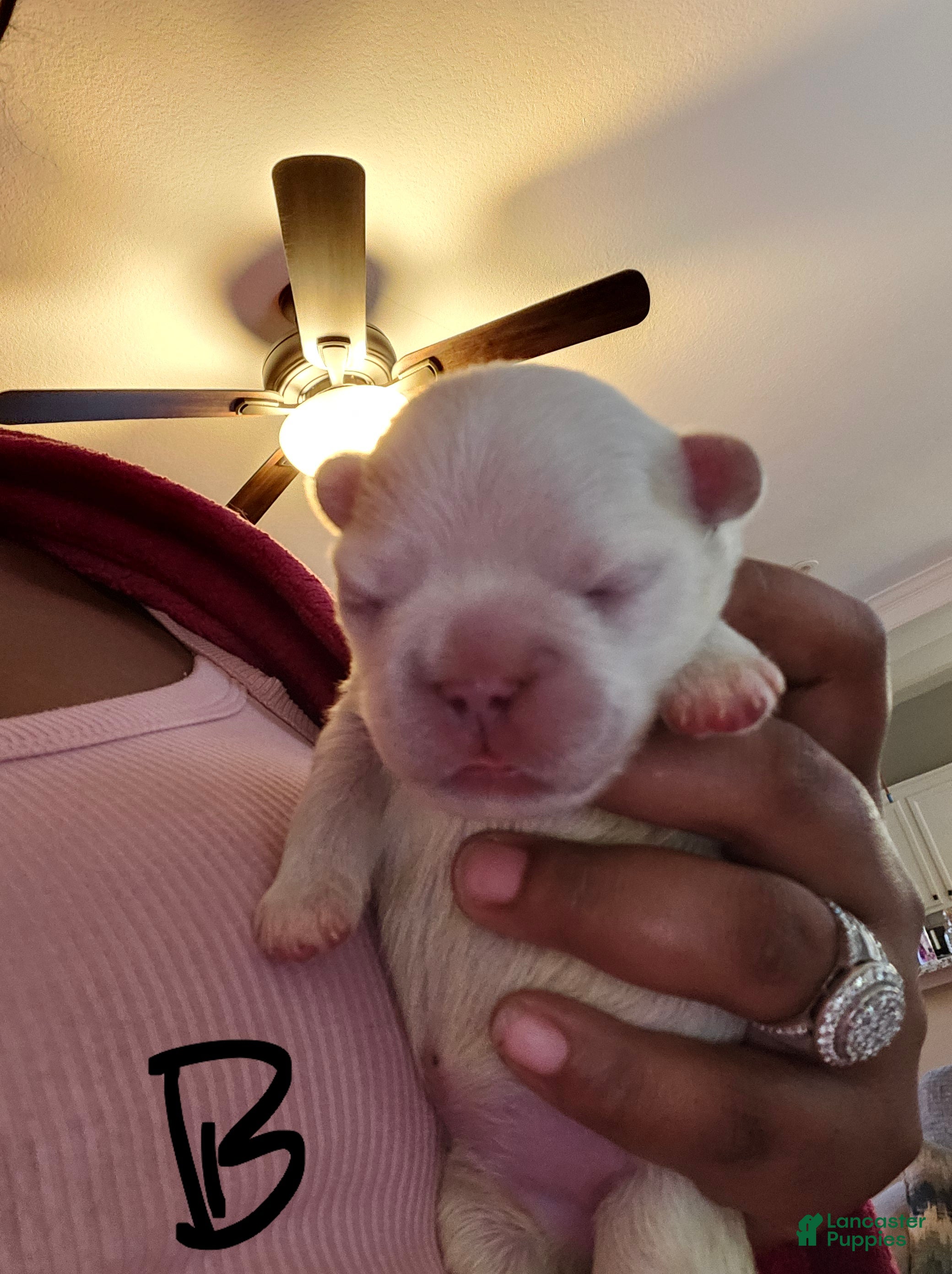 French Bulldog dogs for sale: French Bulldog 2 - Ad 2