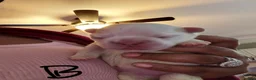 French Bulldog dogs for sale: French Bulldog 2 - Ad 1