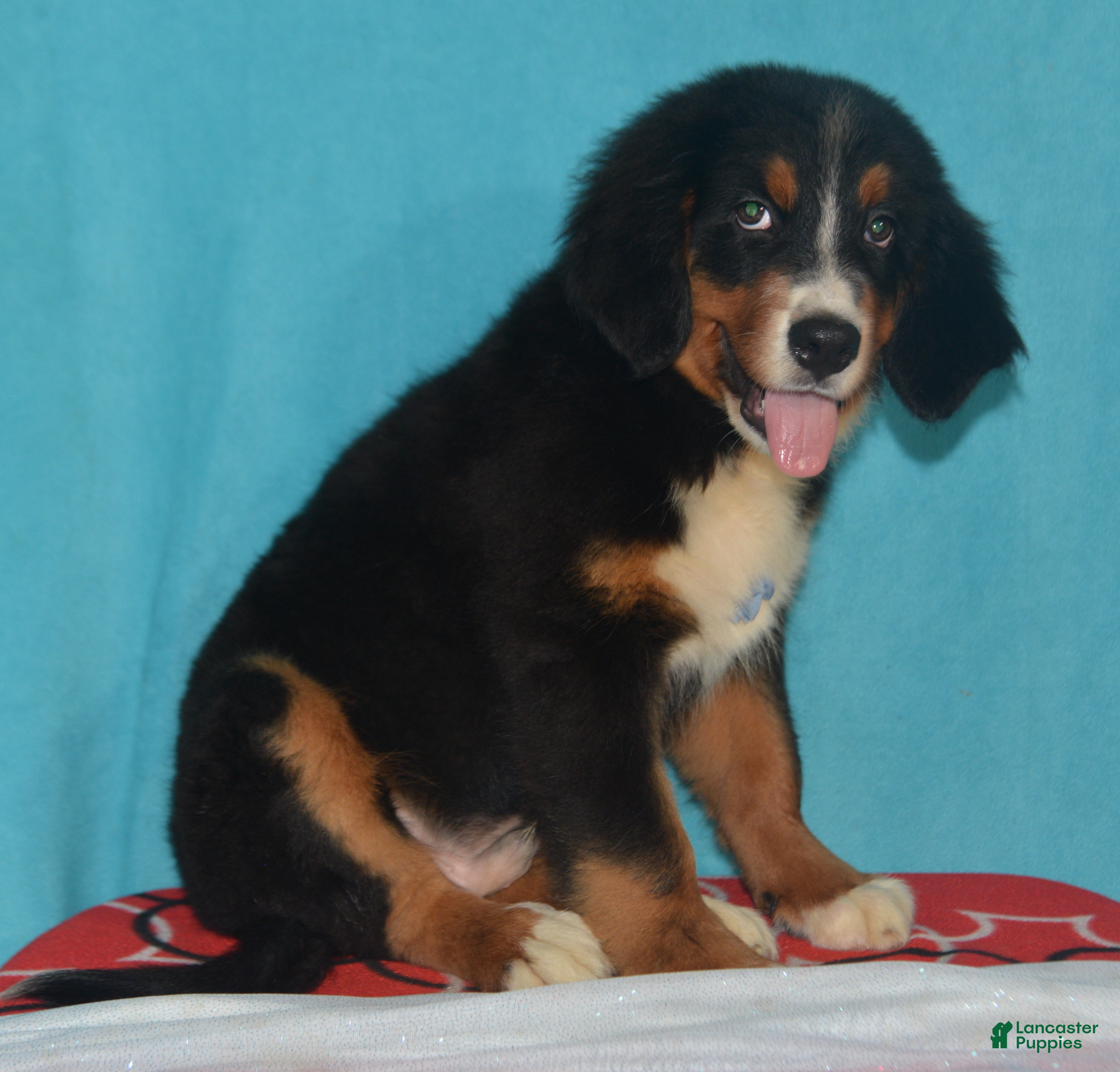 Bernese Mountain Dog dogs Eli - Ad 1