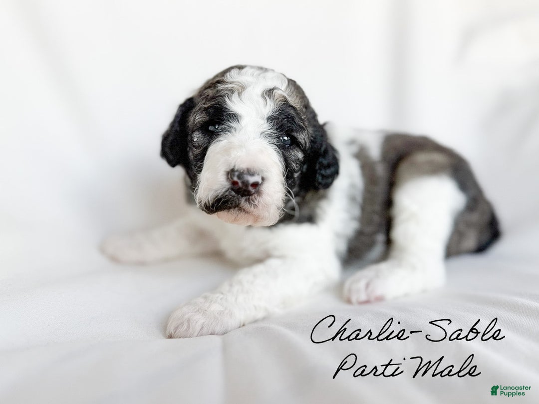 Standard Poodle dogs for sale: Charlie - Ad 2