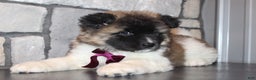 Akita dogs for sale: Lucy - Ad 5
