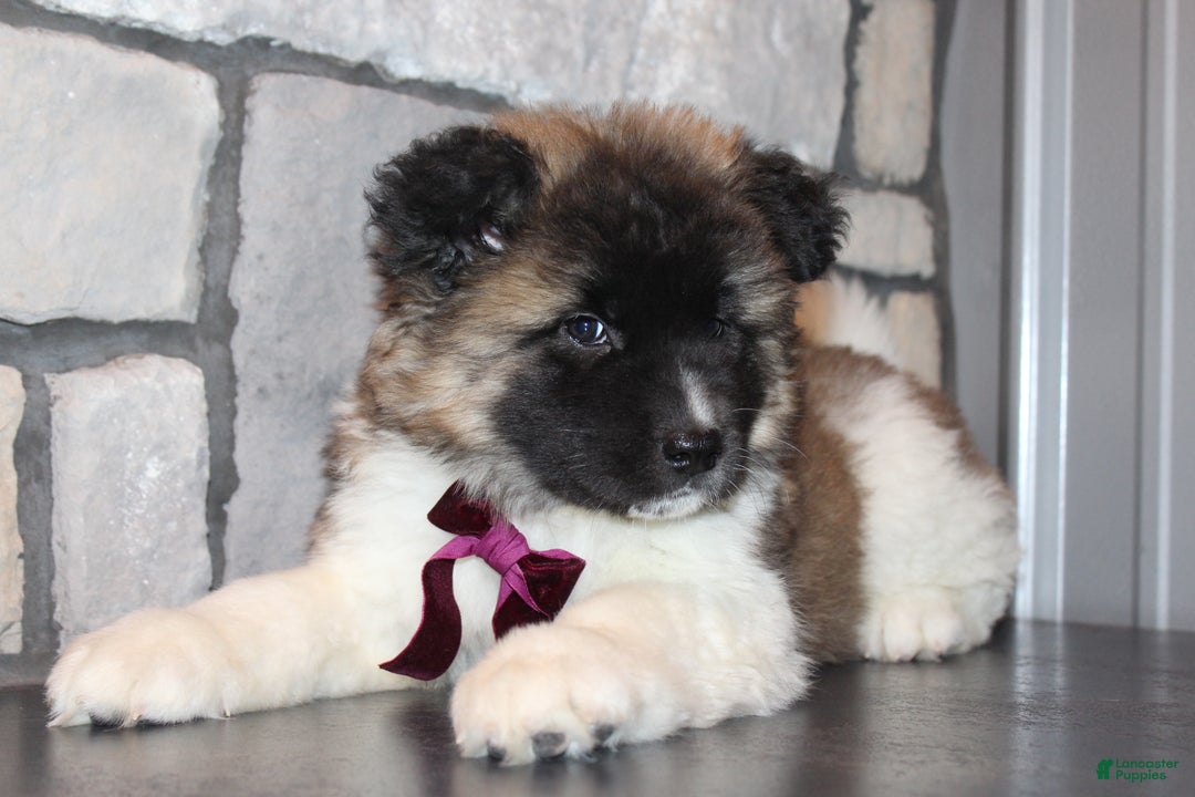 Akita dogs for sale: Lucy - Ad 5