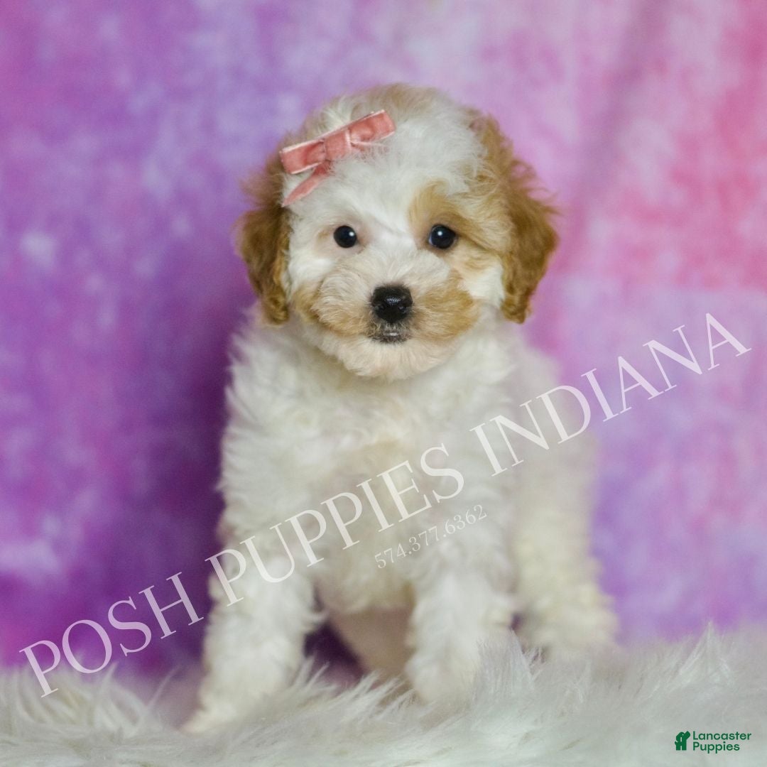 Standard Poodle dogs Tootie - Ad 22