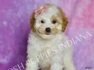 Standard Poodle dogs Tootie - Ad 22